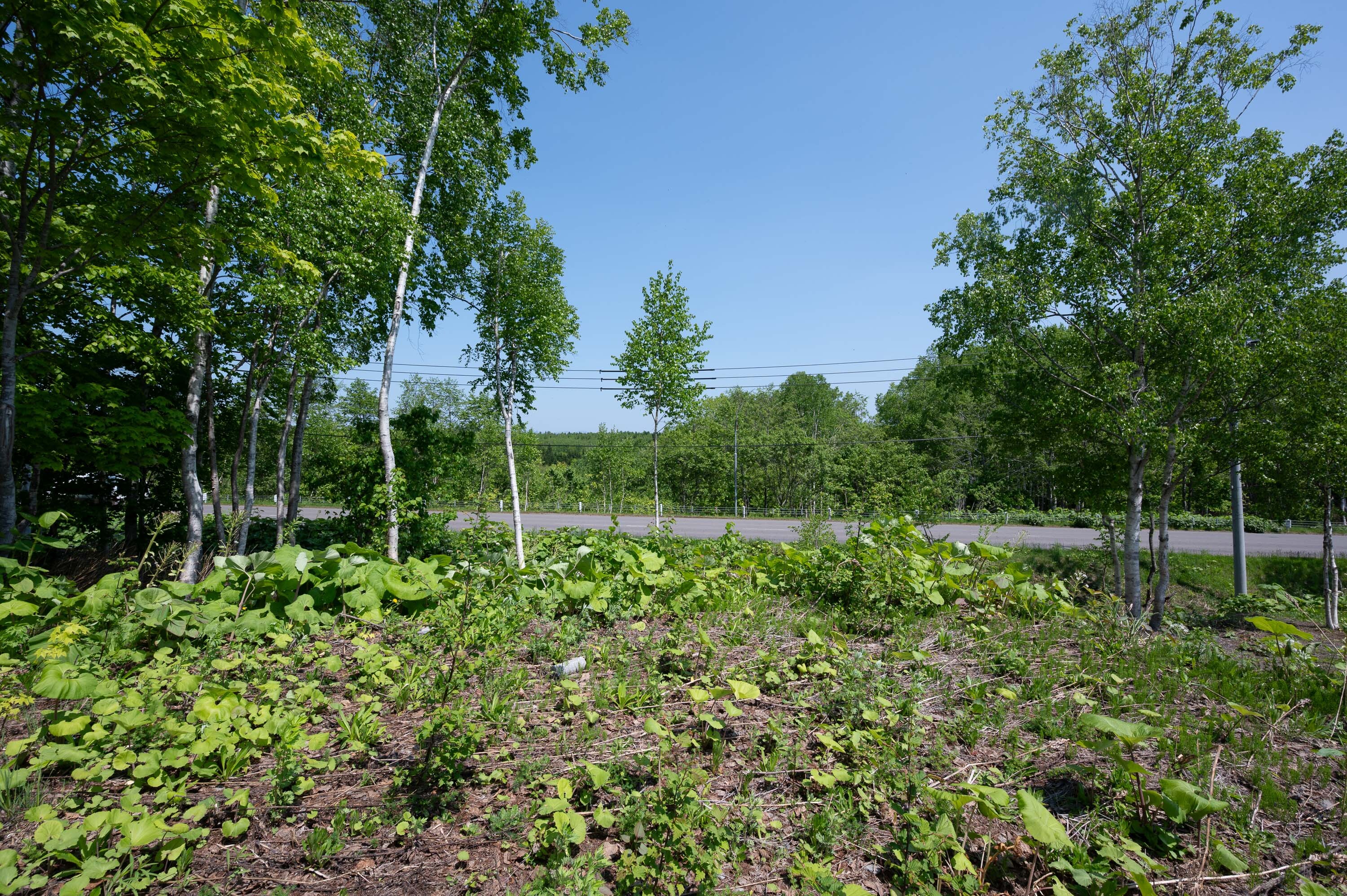 GCP 250528 065 web 3000px